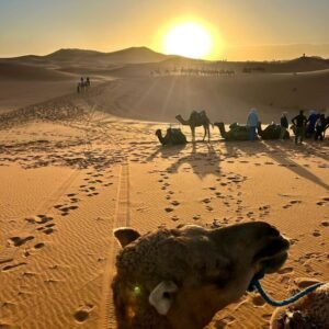 Sunrise Camel Ride in Merzouga
